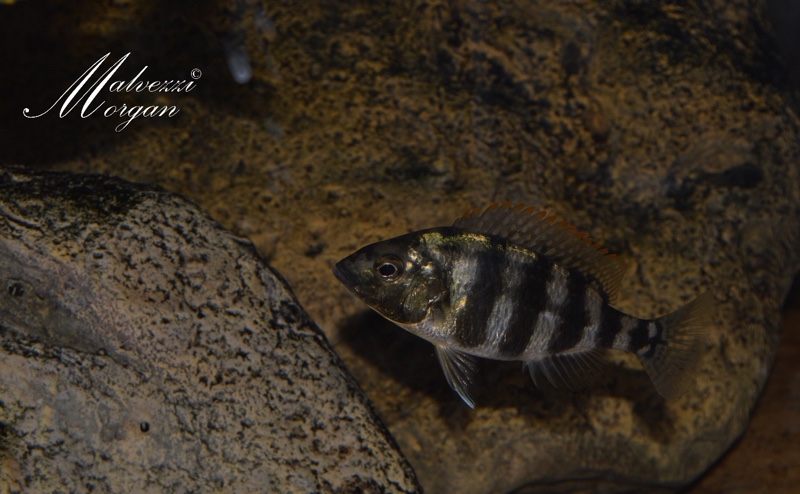 Protomelas sp. 'johnstoni solo'